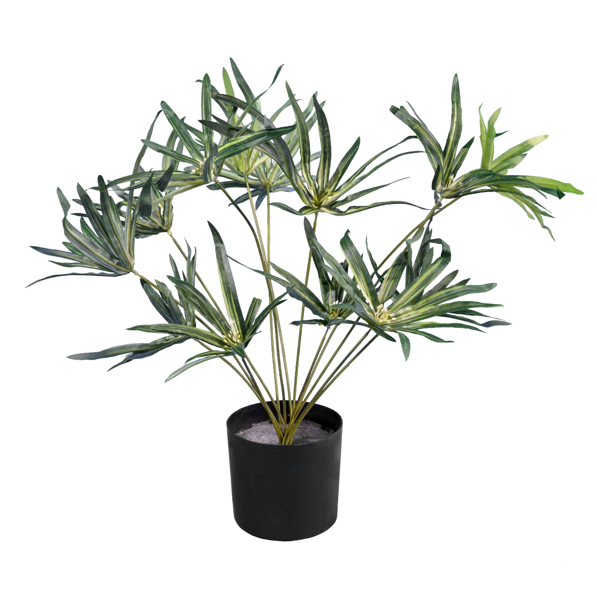 globostar-artificial-garden-broadleaf-lady-palm-20059-artificial-ornamental-plant-broadleaf-bamboo-palm-y50cm